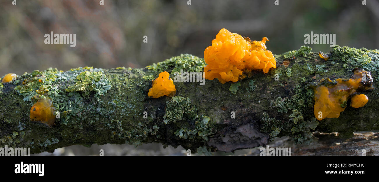 Orange brain fungus tremella mesenterica on oak Stock Photo