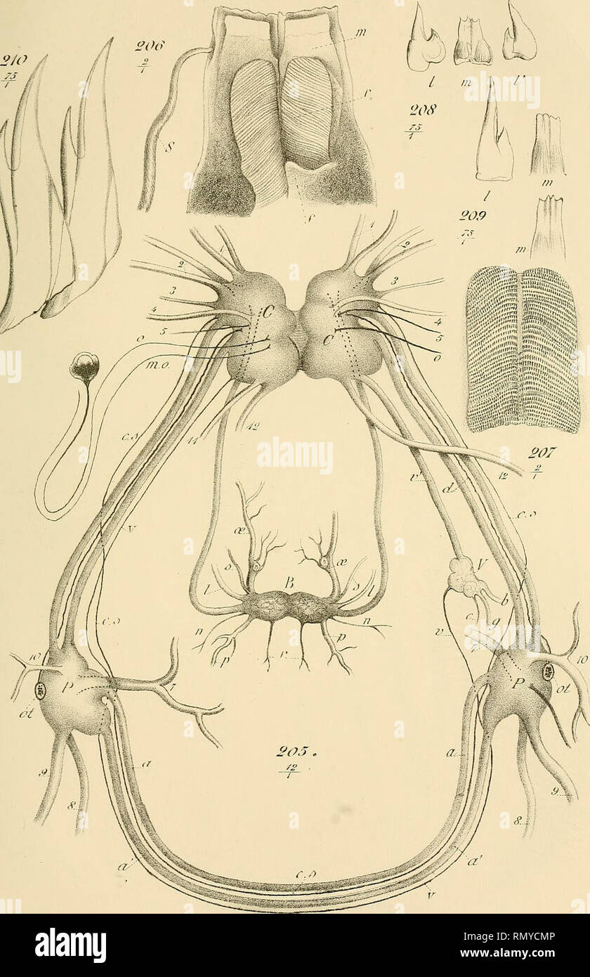 Annales Des Sciences Naturelles Zoology Biology Riji Des Se Ncc S 9 S Cric Zoo Rxi 2 S U A Vsyss Ere Del Imp Quot Lemerclerraris Kasson Et C Diteurs Please Note That These Images Are