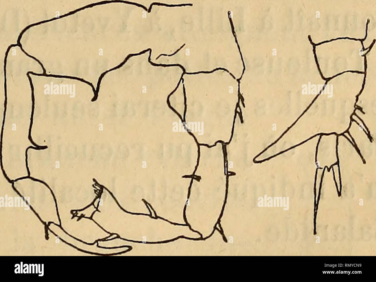 . Annales des sciences naturelles. Zoology; Biology. Fig. 1 Fig, 12. Cette espèce qui mesure de lmm,3 à lmm,5 vit aussi bien dans l'eau douce que dans l'eau saumâtre ou que dans l'eau très chargée de sels. Elle se trouve en France aux environs d'Abbeville (eau douce) ; dans les marais salants de Croisic. J'ai signalé l'année dernière la présence de ce Calanide dans les lacs du Bois de Bou- logne (67). Remarque. — Les antennes antérieures de la femelle sont formées dans cette espèce, comme dans la suivante, de 24 articles. Elles ne dépassent pas le céphalothorax. Dans les deux espèces aussi, le Stock Photo