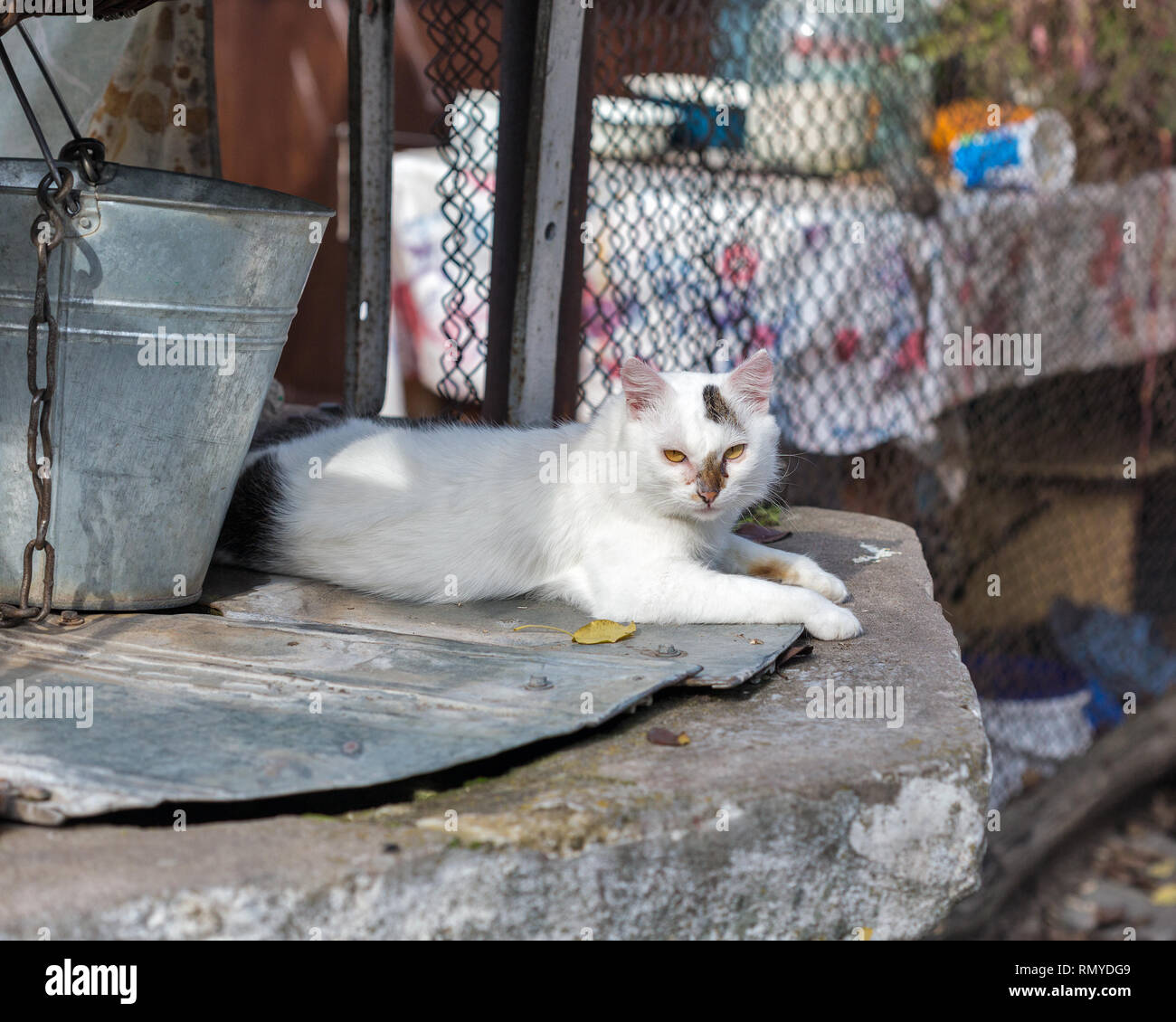Street cat lying in the shadow of water well with an old bucket Stock Photo
