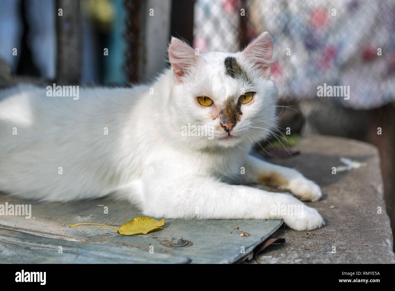 Street cat lying in the shadow of old water well Stock Photo