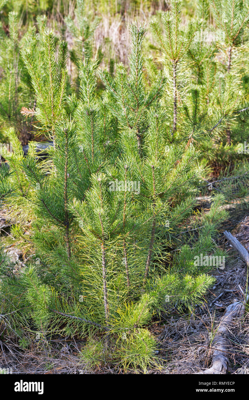 rows of planting young pine trees in pine forest closeup Stock ...