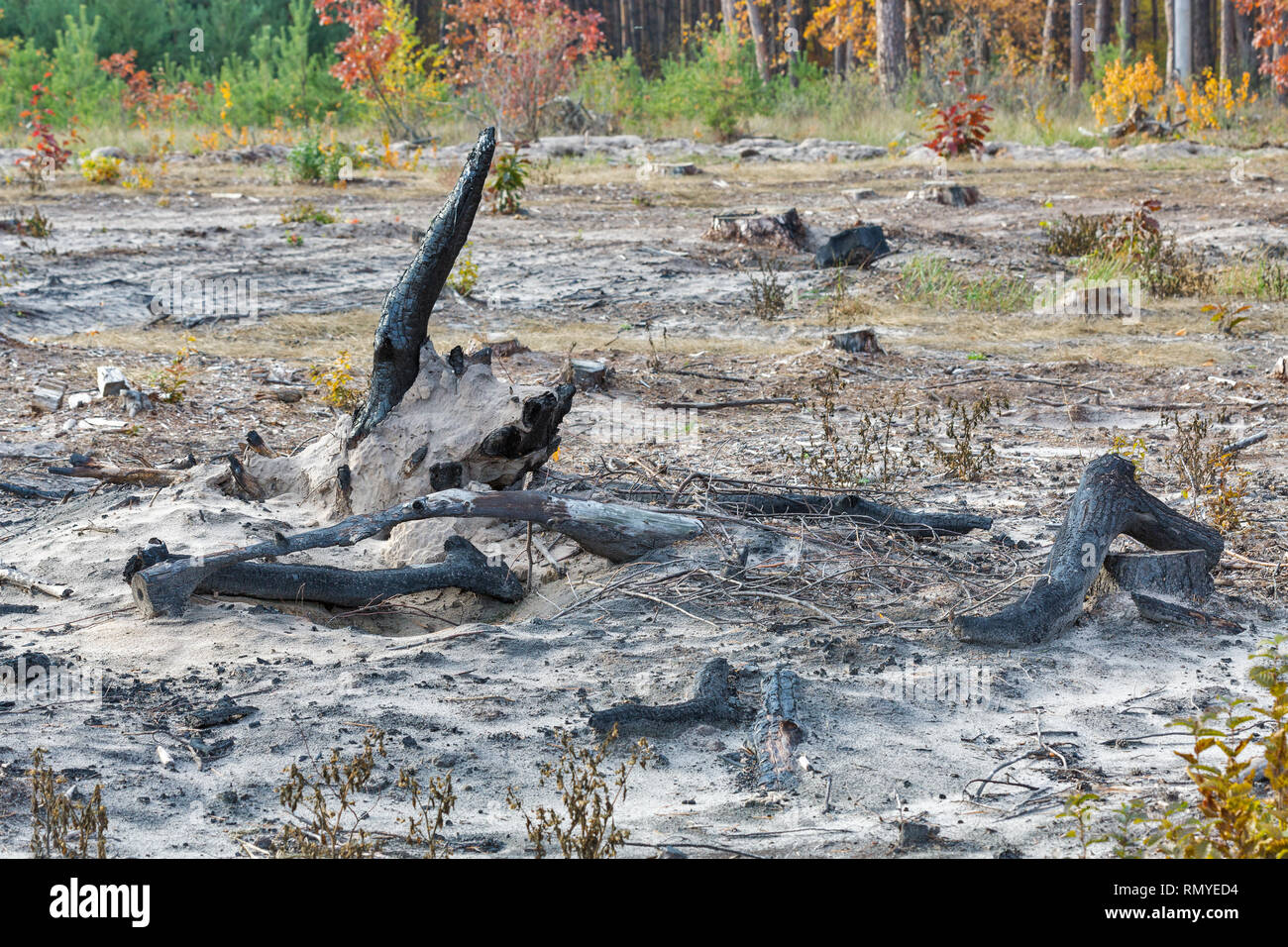 Burned tree stumps hi-res stock photography and images - Alamy