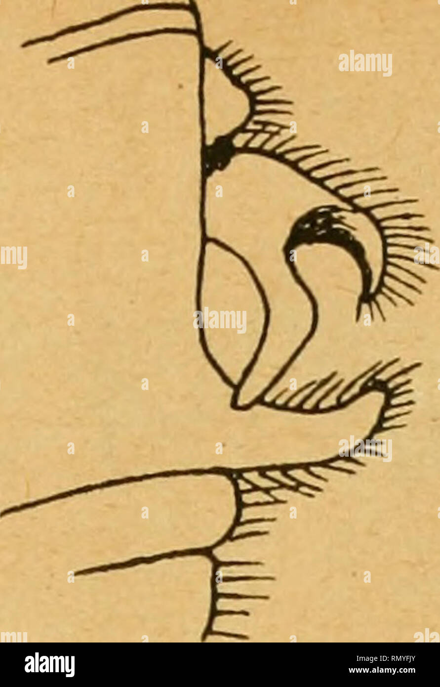 Beauu in Black, image size:891x1390