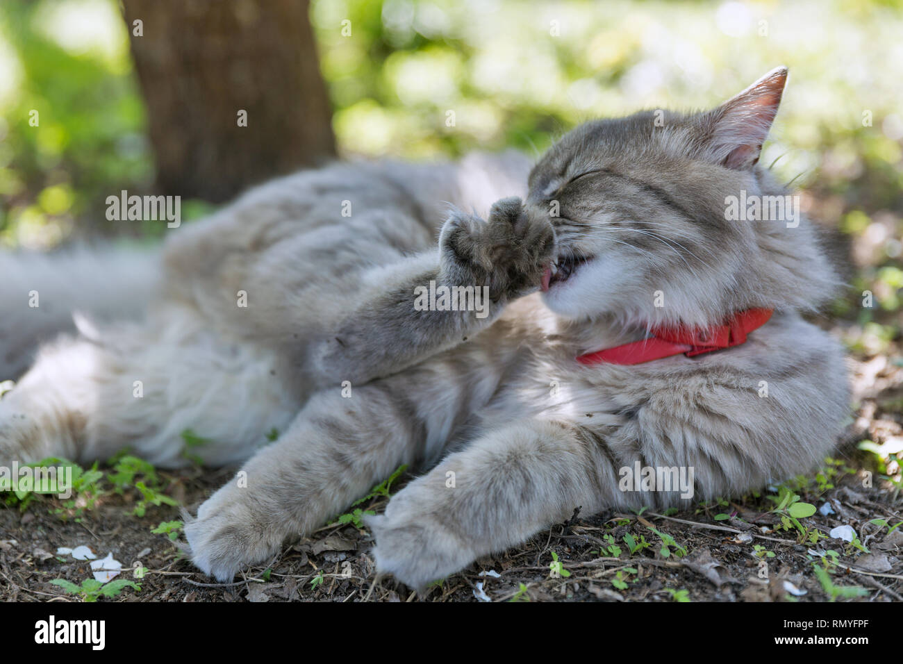 Gray street cat with red collar licking wool lying on the ground outdoor closeup at spring garden Stock Photo