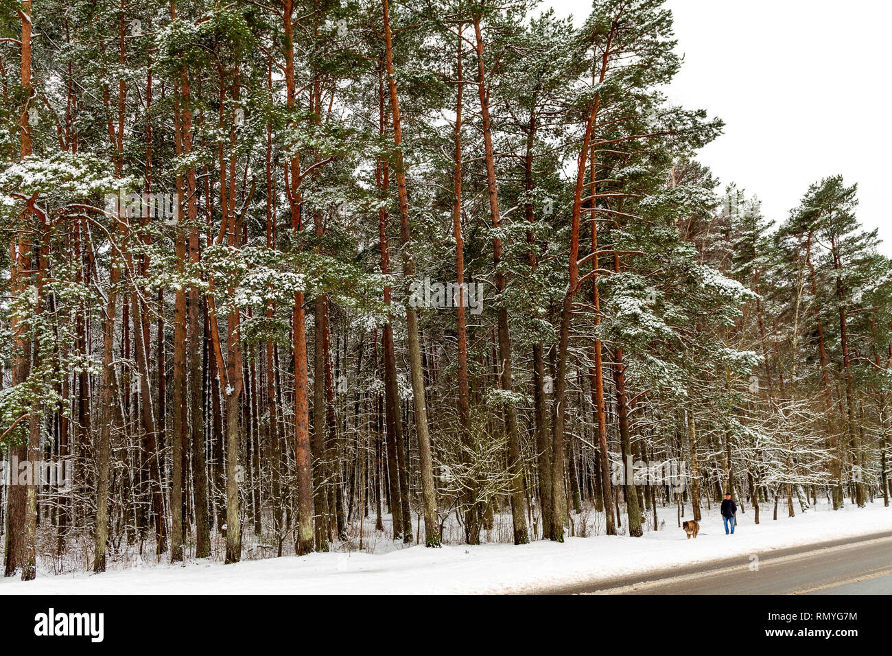 Pine forest covered in snow hi-res stock photography and images - Alamy