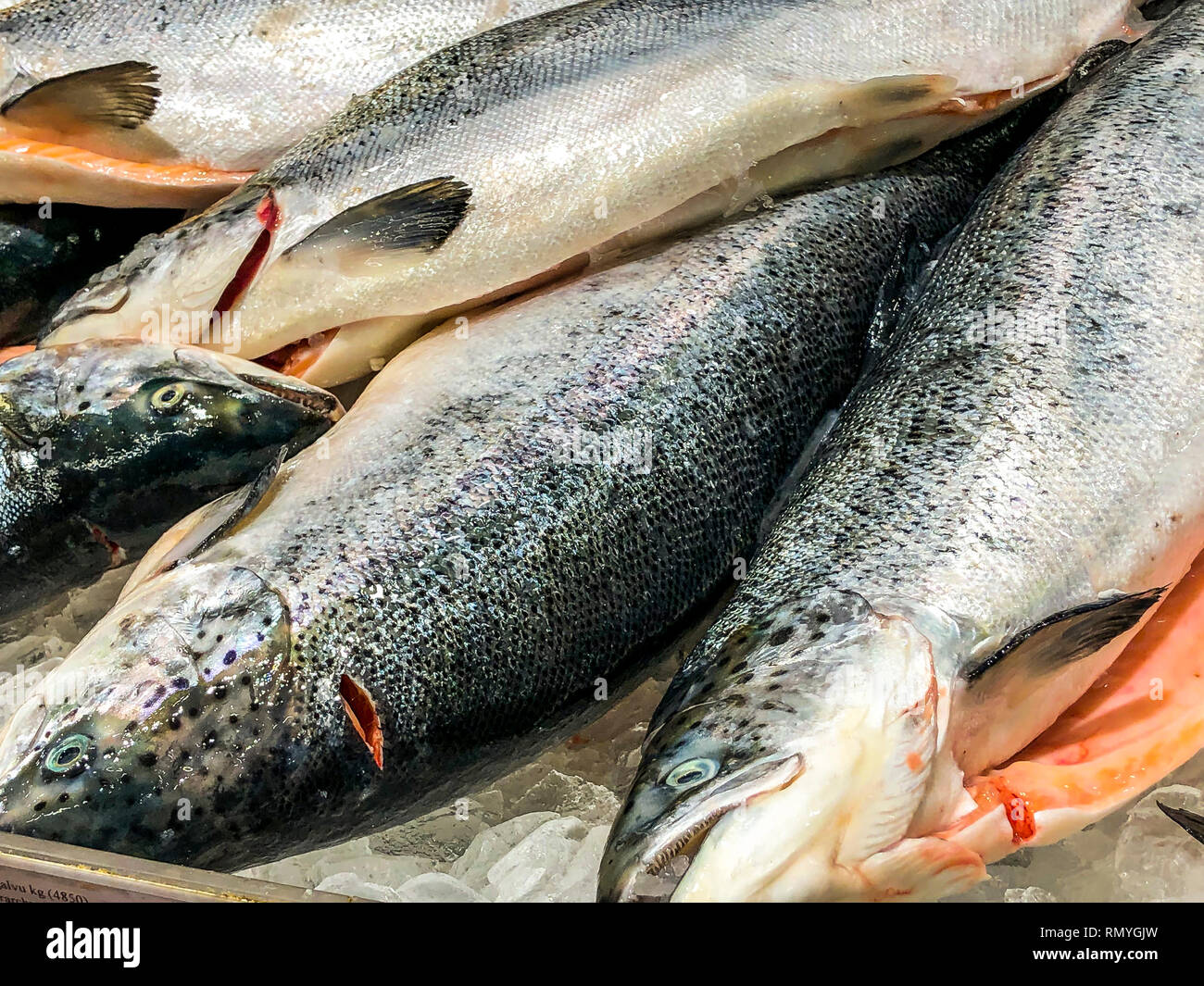 Healthy organic raw Atlantic salmon fish in ice Stock Photo Alamy