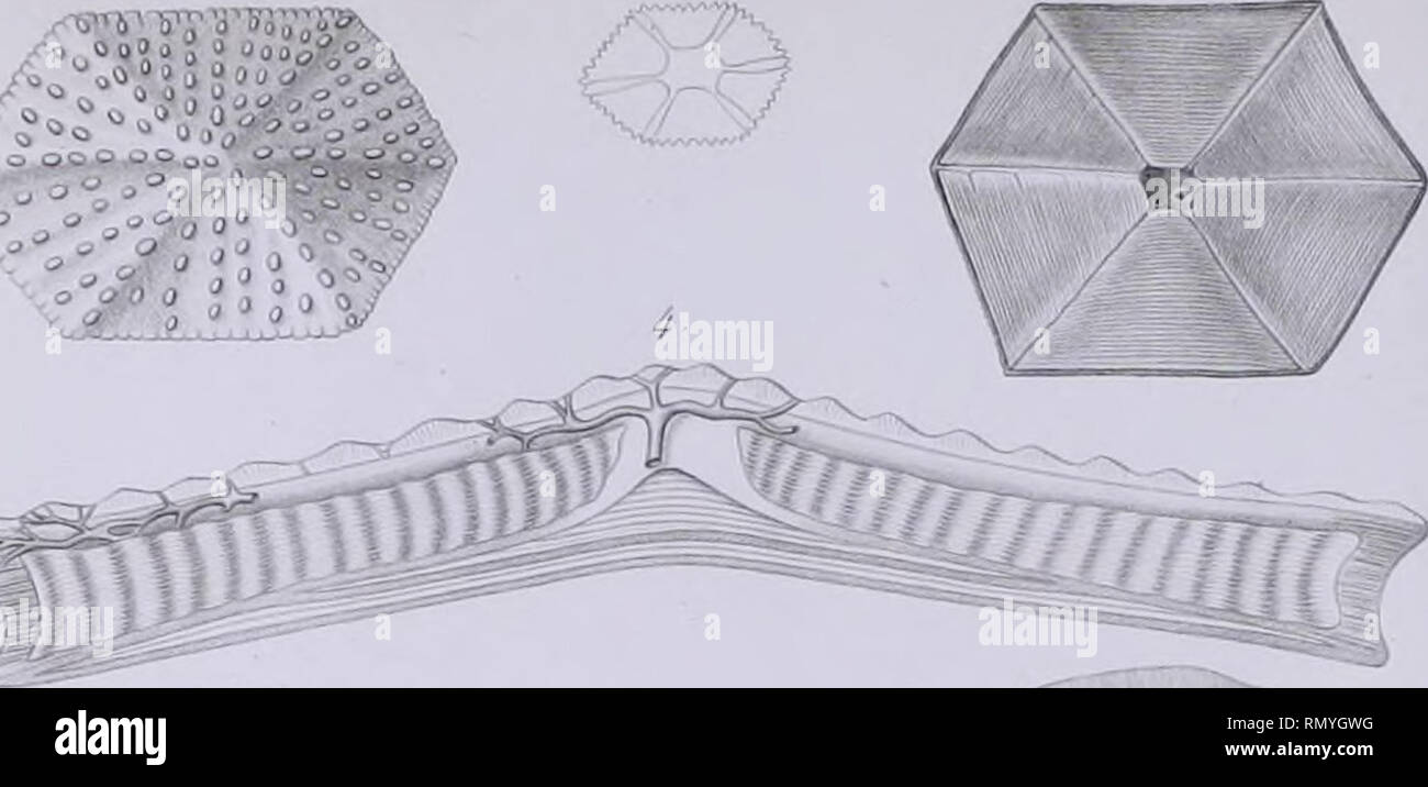 Annales Des Sciences Naturelles Trtn Lt L V F Irf H Jiv I Quot Zoot Tom 7 N J J Ffim C R C C R R Lt R Please Note That These Images Are Extracted