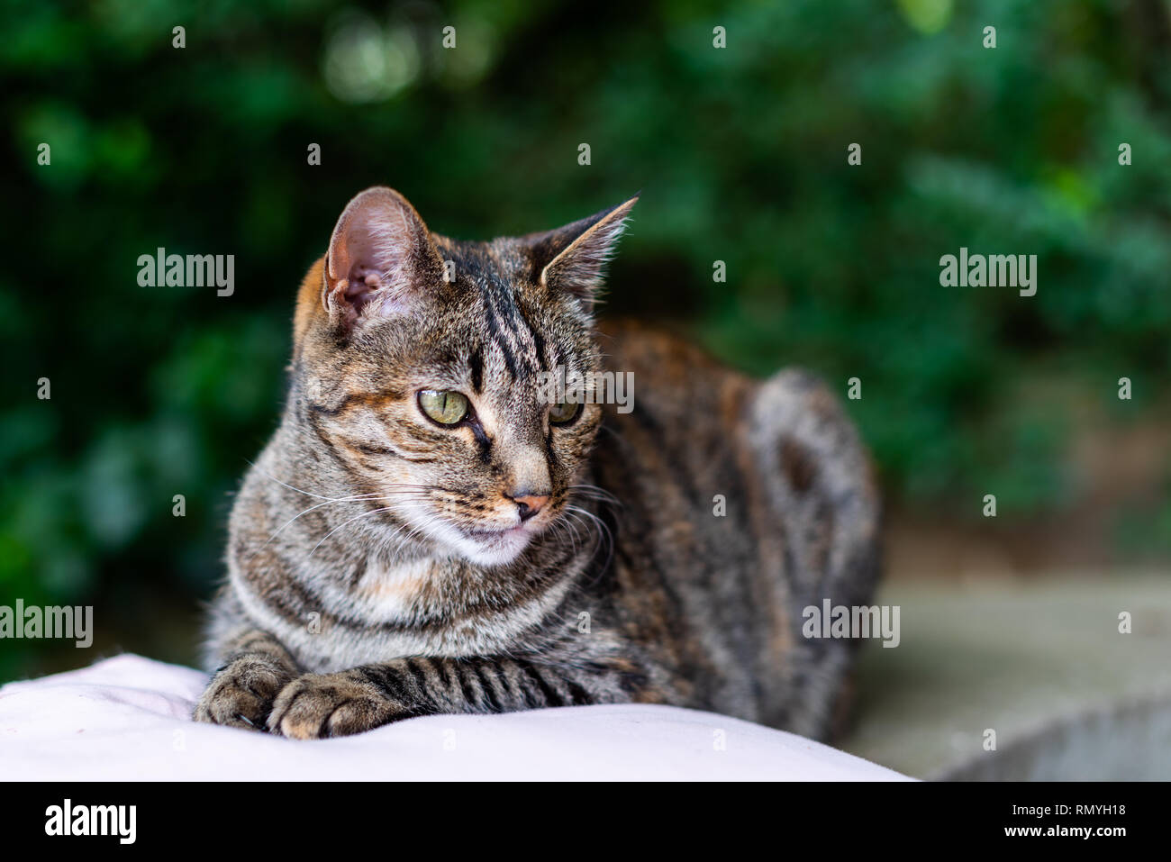 A tabby cat sitting neatly on a cushion in a garden Stock Photo - Alamy