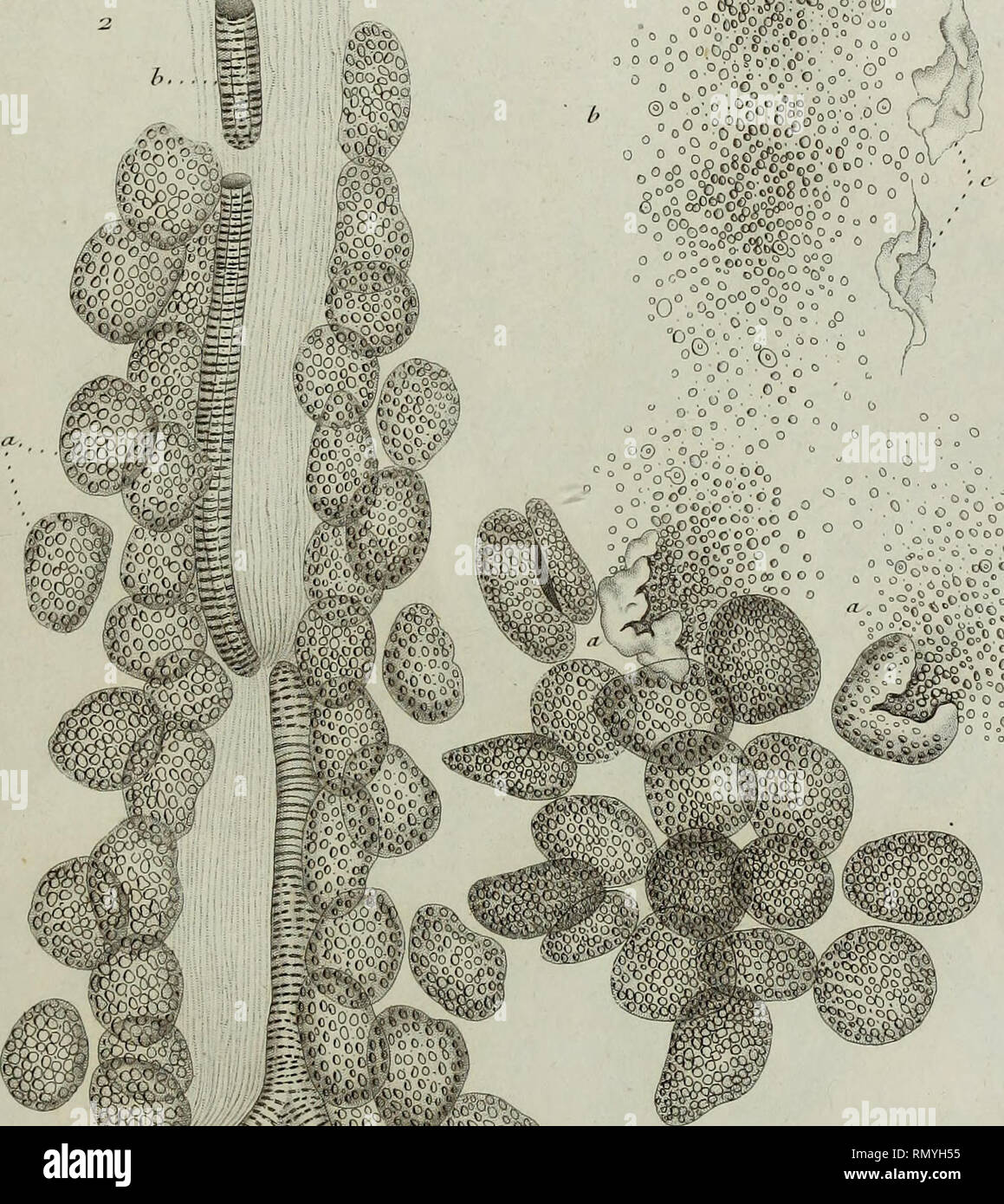 G Cramp High Resolution Stock Photography And Images Alamy