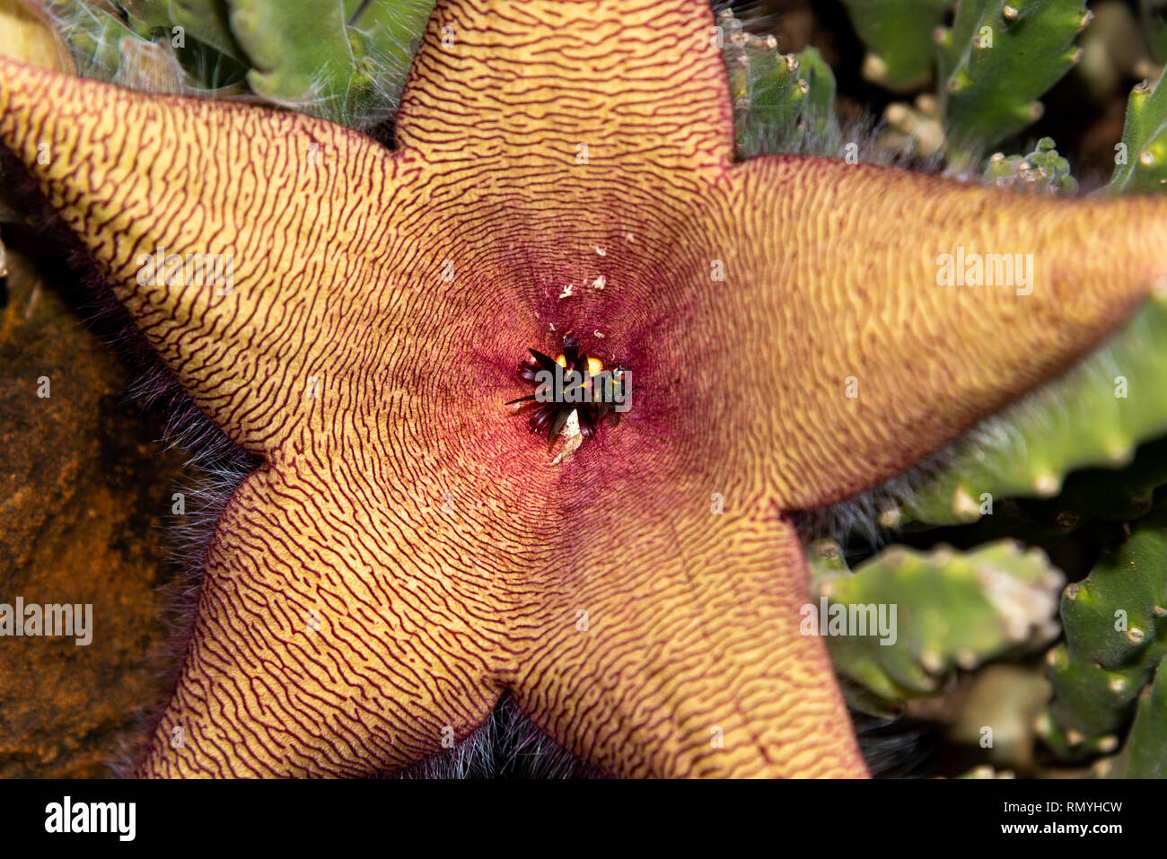 Strapelia flowers produce the scent of rotting flesh, in order to attract flies. Stock Photo