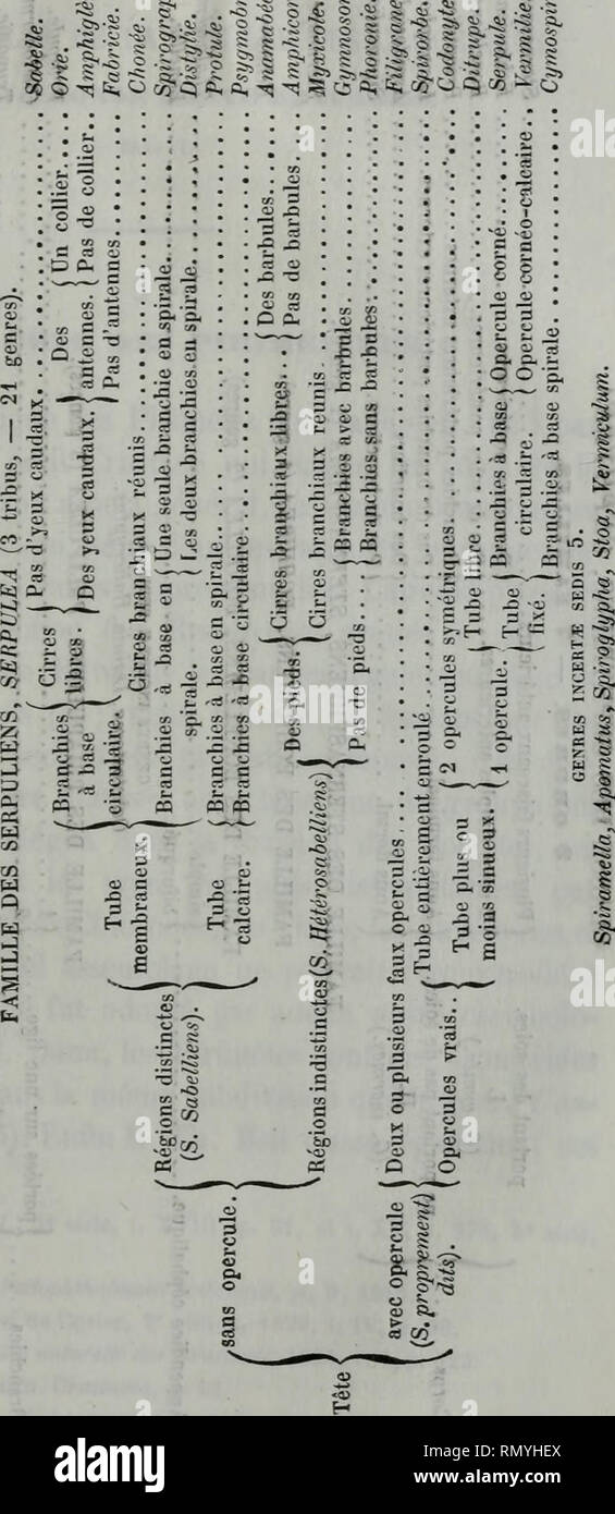 Annales Des Sciences Naturelles Note Sur La Classification Des Annelides 295 S R Quot S Ss O A Il S I S A Ce 5 8t I C A 5j