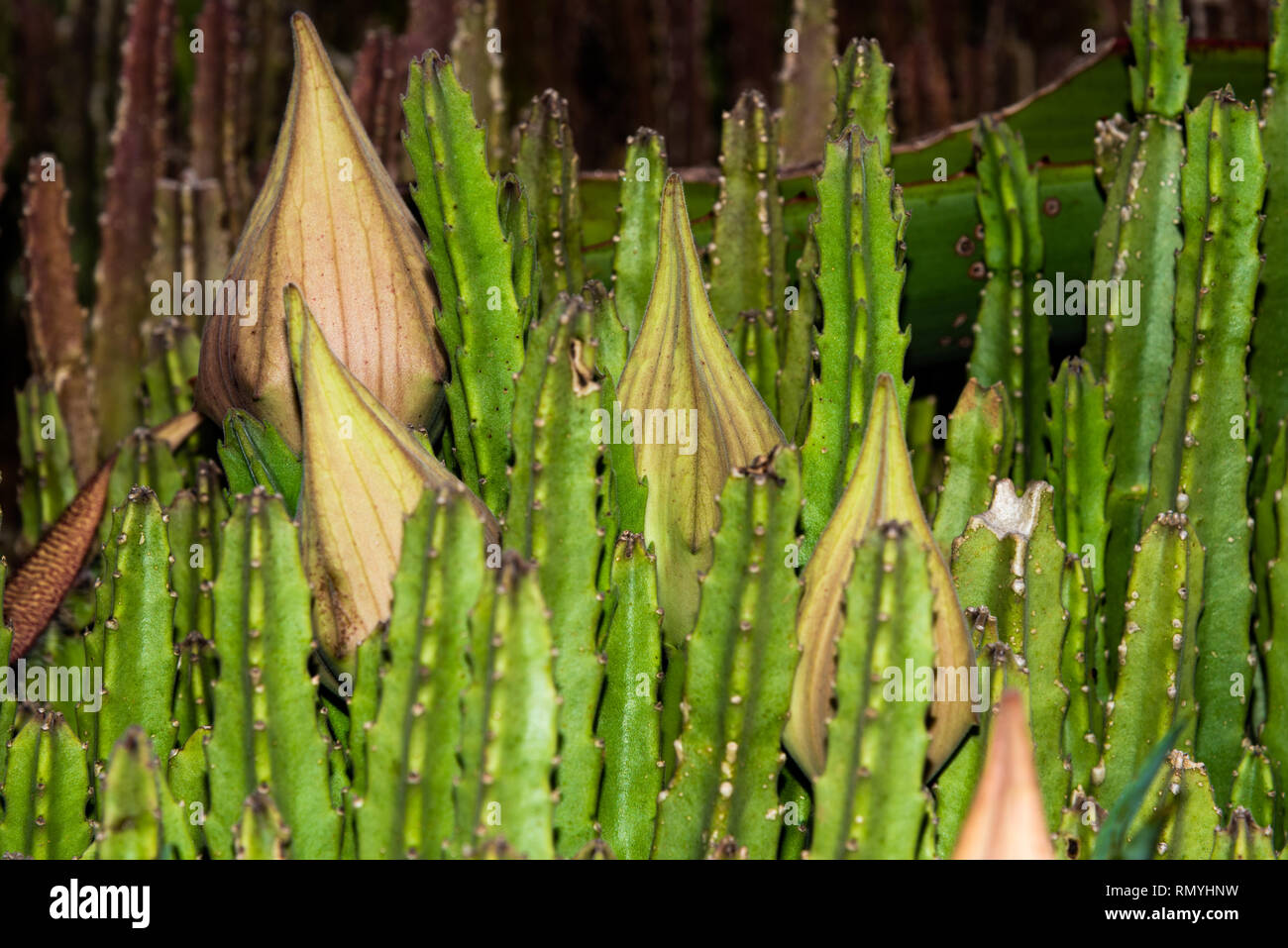 A Strapelia plant showing unopened flower pods. Stock Photo