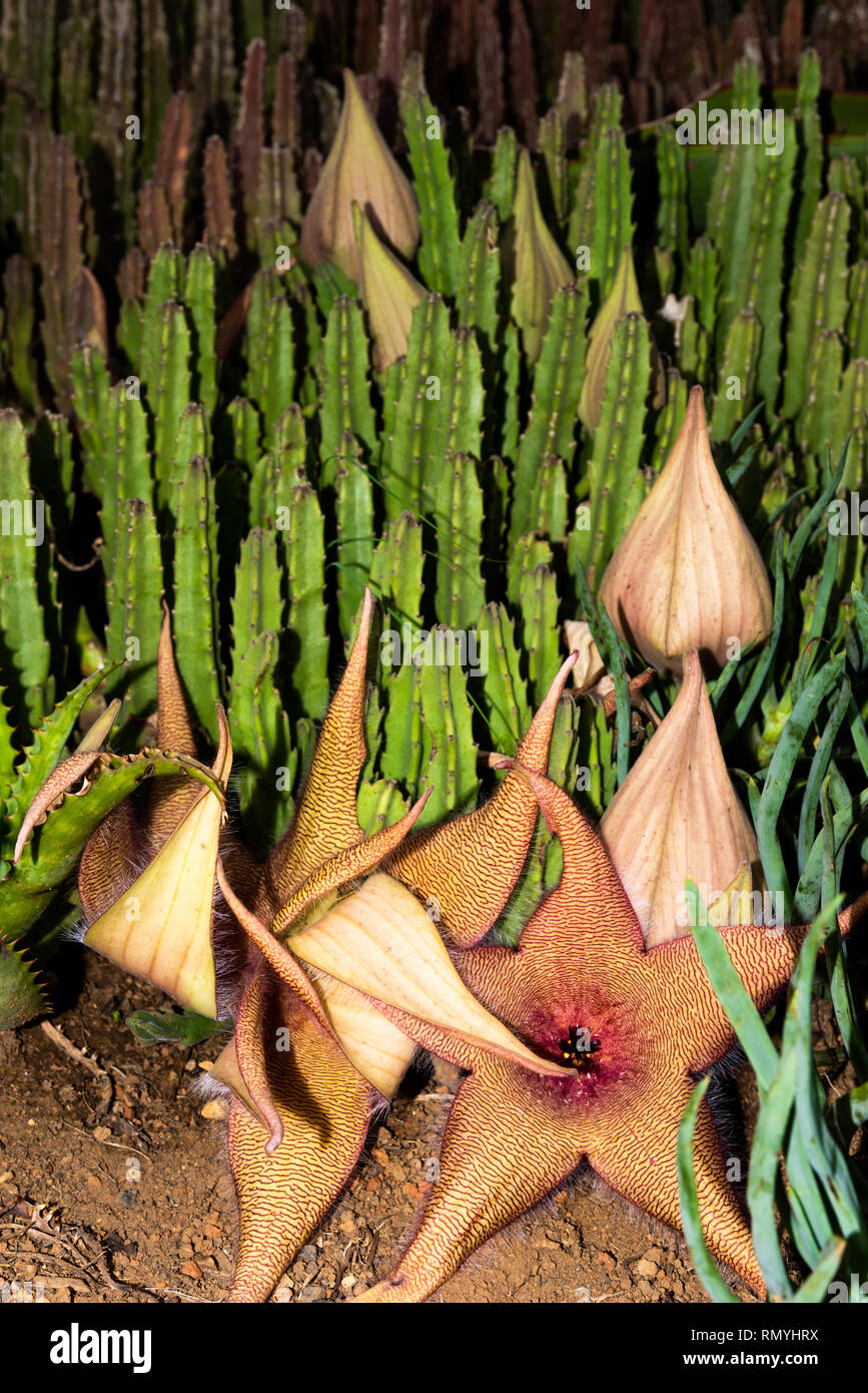 A Strapelia plant showing some opened flowers and unopened flower pods. Stock Photo