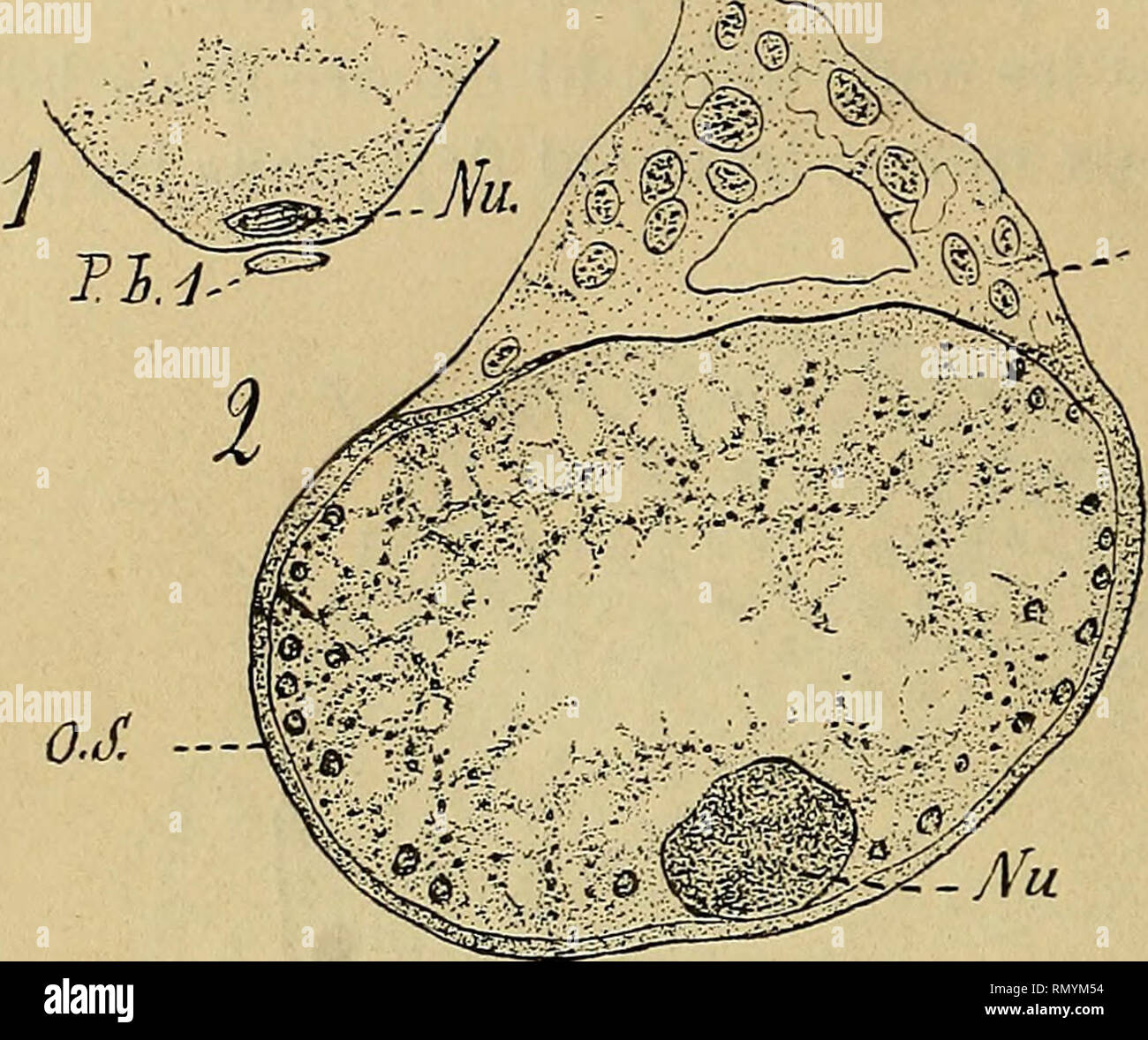 Annales des sciences naturelles. Zoology; Biology. 34 E.-L. BOUVIER. ,u  L'imprégnation de l'œuf parle spermatozoïde doit se produire dans l'ovaire  ou les oviductes quand le réceptacle séminal n'existe pas, au passage