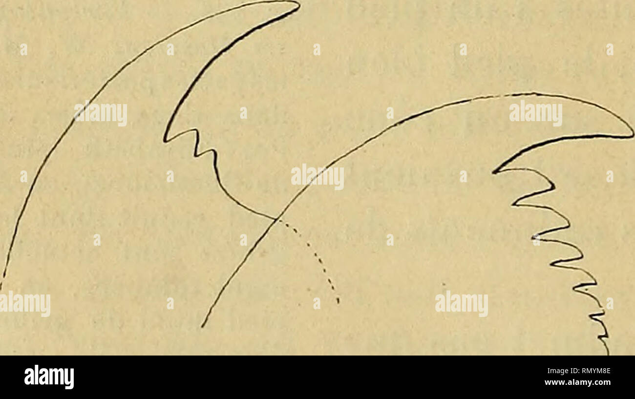 Page 4 - Pres A M A L High Resolution Stock Photography and Images 