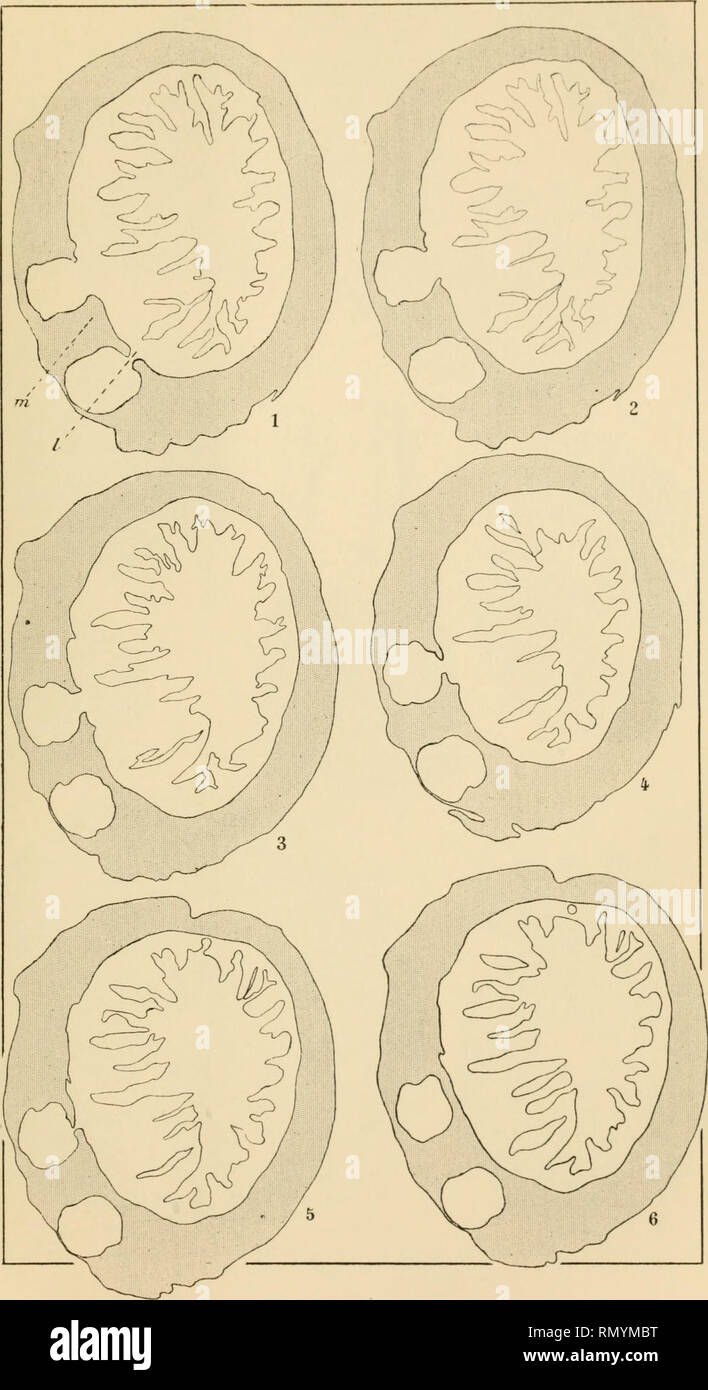 Xv 3 Stock Photos Xv 3 Stock Images Page 5 Alamy