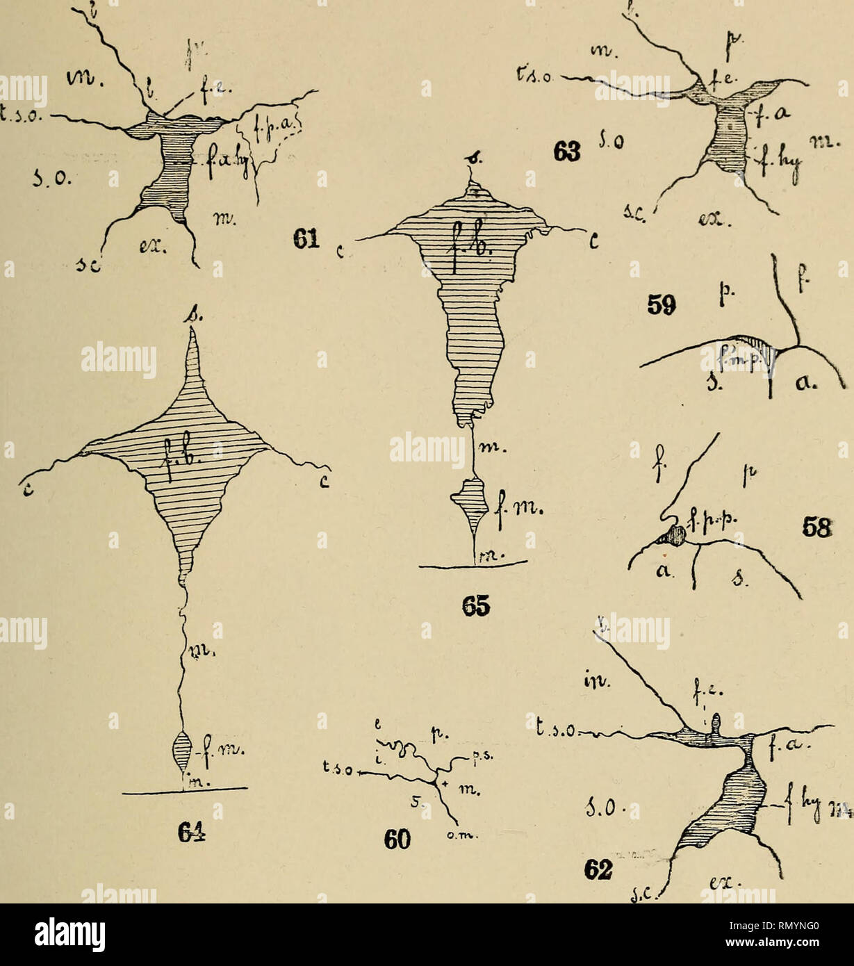 Annales Des Sciences Naturelles Zoology Biology Ann Des Sciences Nal 8 Serie Zool Tome Xvii Pl A P M 0 4 X 63 Jo Va I 2 O Tu