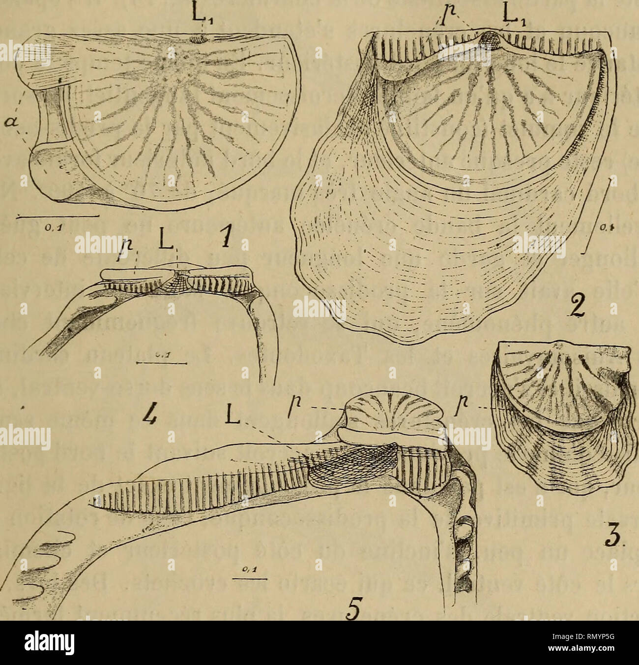 . Annales des sciences naturelles. Zoology; Biology. RECHERCHES SUR LA