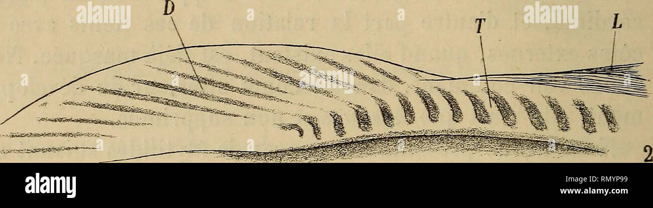 Annales des sciences naturelles. Zoology; Biology. Fig. 7. — Fragment de la  partie postérieure de la charnière d'une jeune Arca fusca de 22 raill.  grossi environ &quot;20 fois. — 1, état