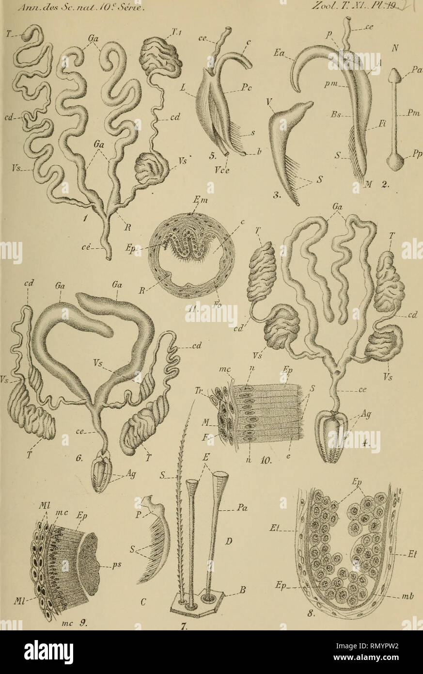 Annales des sciences naturelles. Zoology; Biology. me 9. Jj^L.Bordjxs djd.  Masson et C'^,Editeurs. Mcolet Uih. Gxuide^) cfefuta^-y mâle*) deo  Dii^cici^cB , e-t^. Imp'^-^ Lemercier.Fans.. Please note that these  images are extracted