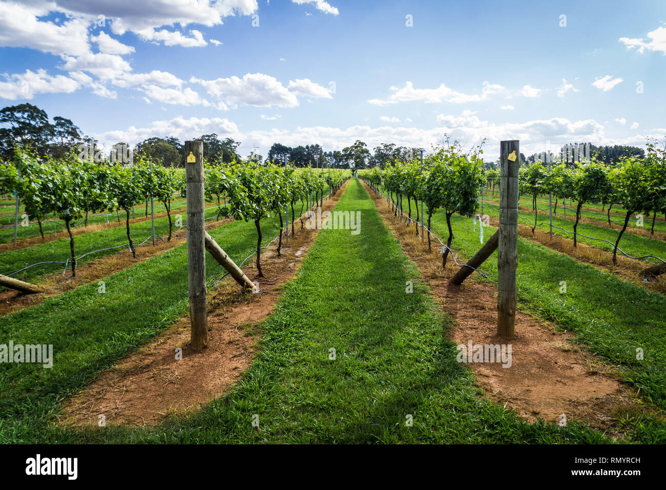 Pinot Gris Grapes destined for wine production growing in New South Wales Southern Highlands on the Bendooley Estate, Berrima. Stock Photo