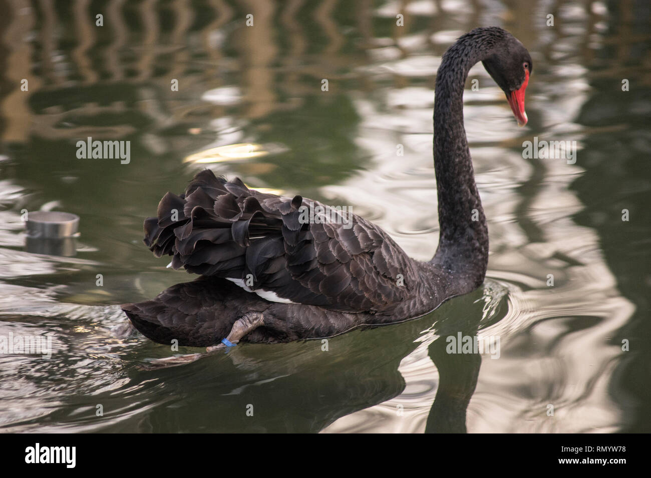 Black swan swimming in lake Stock Photo