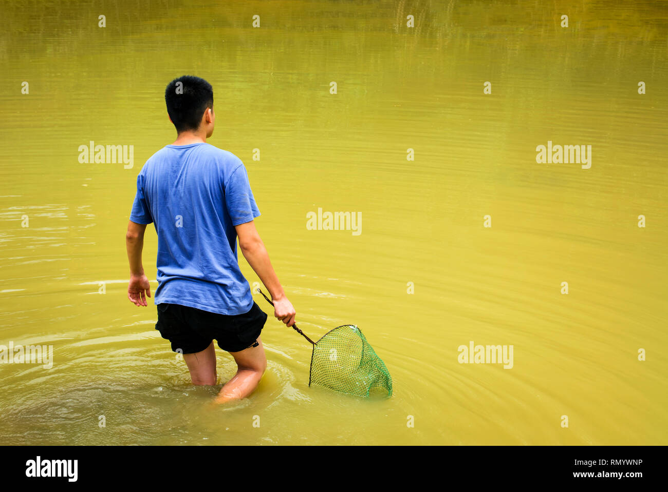 Man collecting farmed snails in the pond Stock Photo