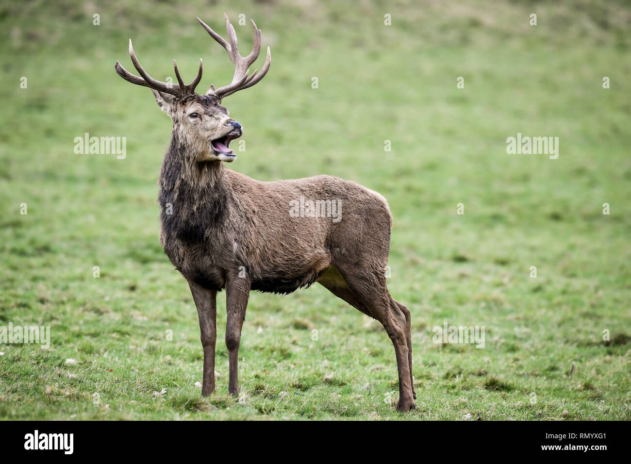 Groans hi-res stock photography and images - Alamy