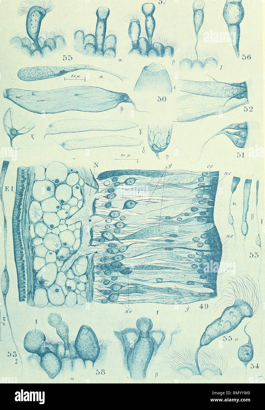 Annales Des Sciences Naturelles Zoology Biology Ann Cs Svivnc Ikti 7 Svvvv Zvvl Tvinv Arl X 3 J Xi Hrrii U Le H Ph Ufruplih Iiu Lt Sln Lyc Quot F I Cj Ini S I I Tf N X Es Pr Sohi Nclivs Curni S P Sccrr