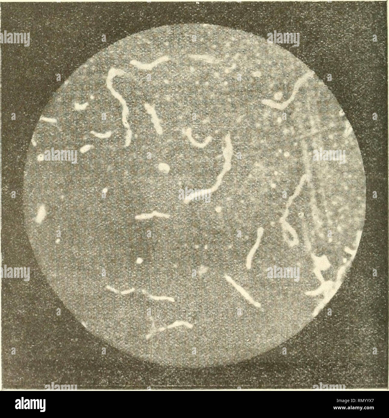 Annales De Microbiologie Microbiology Virology - 
