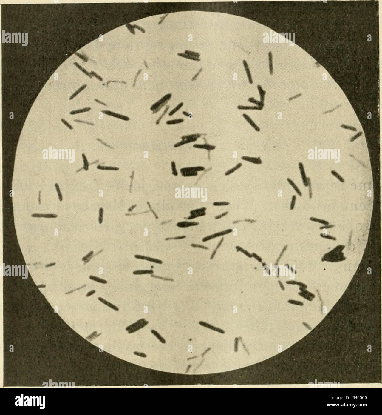 . Annales de l'Institut Pasteur. Science; Allergy and Immunology; Medicine; Microbiology. 614 ANNALES DE L'INSTITUT PASTEUR Elles ont une forme irrégulièrement arrondie, à bords nets ; lorsqu'elles sont continentes elles forment une nappe transpa- rente, très mince. En gélose sucrée profonde, les colonies apparaissent au bout de vingt heures ; elles sont petites, irrégulières ; il y a production de gaz.. FiG. 1. — Glycobacler proteolyiicus. Culture de vingt-quatre heures sur gélose inclinée. Dans le bouillon ordinaire, il se produit un trouble grume- leux, avec formation d'un dépôt granuleux a Stock Photo