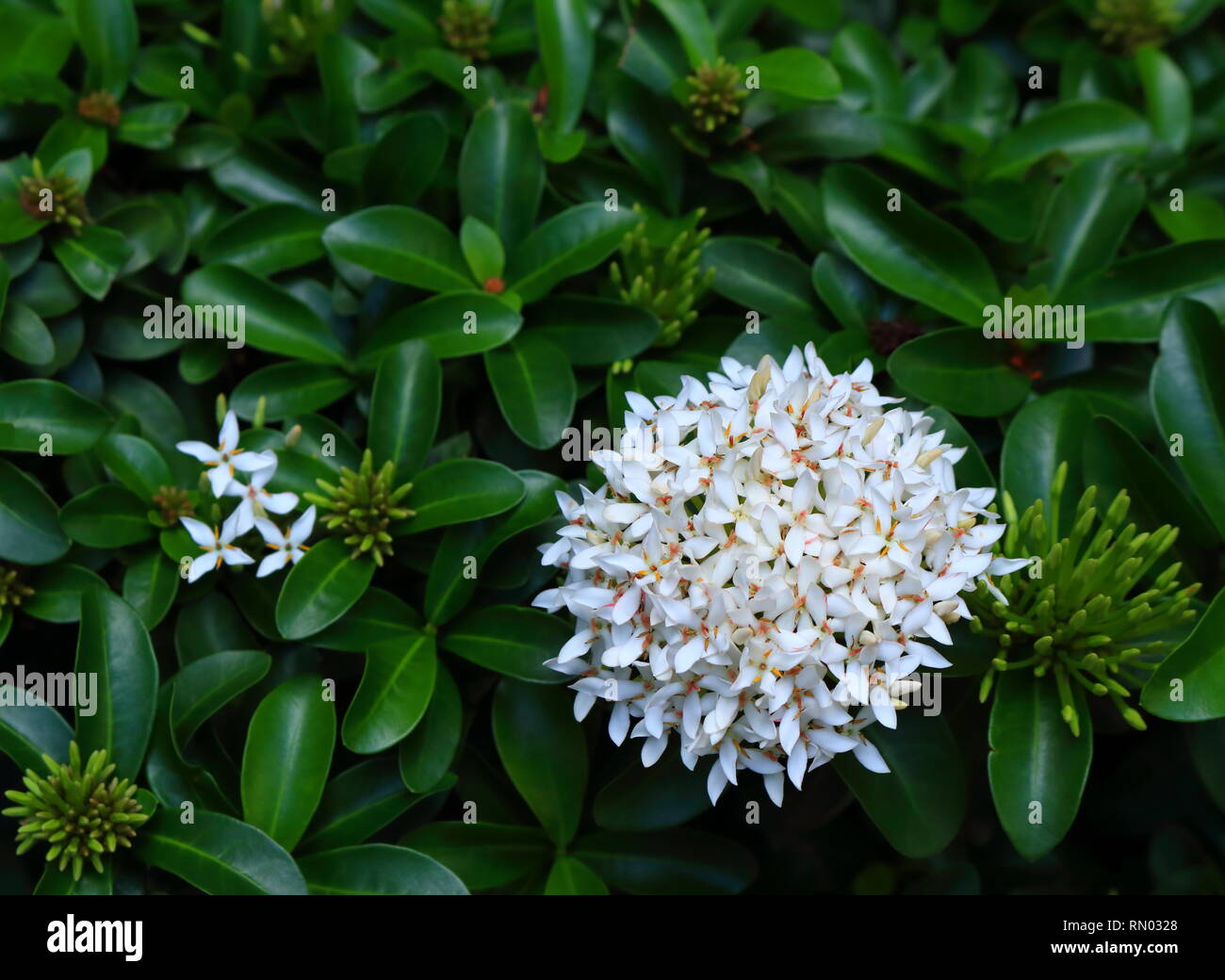 closeup of blooming white spike flowers or ixora in garden Stock Photo
