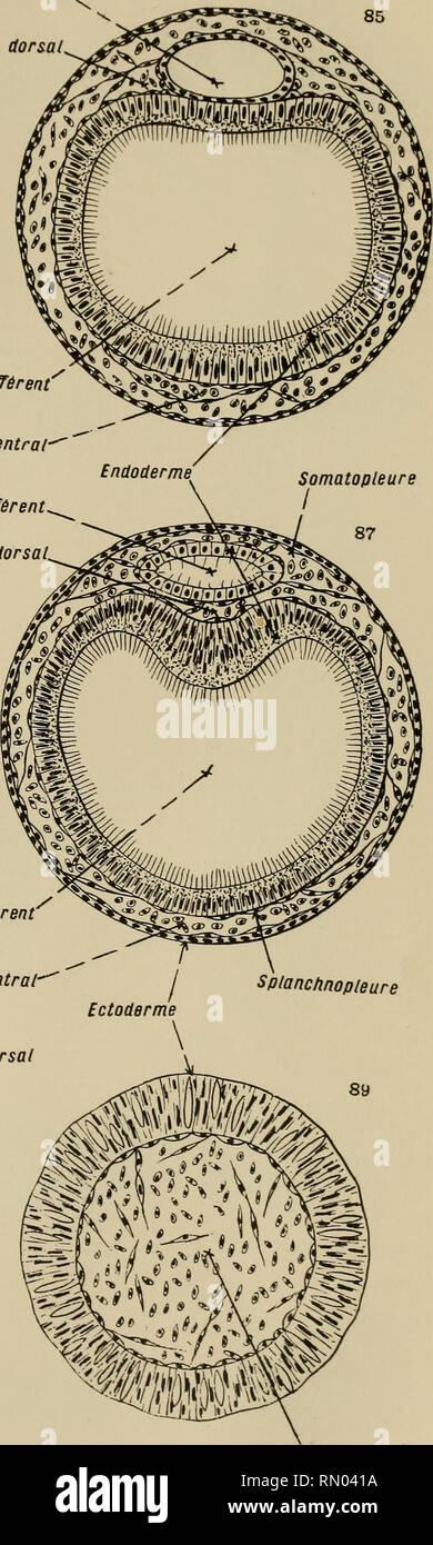 . Annales des sciences naturelles. Zoology; Biology. Intestin aïïèrent'^ &quot;^^ Vaisseau uentral-^ .Intestin eïïèrent Vaisseau dorsal. ^Intestin afférent^ Vaisseau oentral Vaisseau dorsal L. R. del. intestin afférent. Cœiome Structure du jeune Phoronis 'coupes réelles).. Please note that these images are extracted from scanned page images that may have been digitally enhanced for readability - coloration and appearance of these illustrations may not perfectly resemble the original work.. Milne-Edwards, H. (Henri), 1800-1885; Audouin, Jean Victor, 1797-1841; Milne-Edwards, Alphonse, 1835-1900 Stock Photo