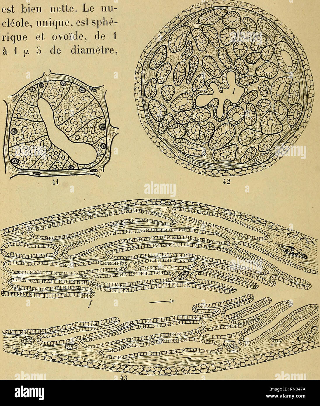 Cellule de la glande hi-res stock photography and images - Alamy