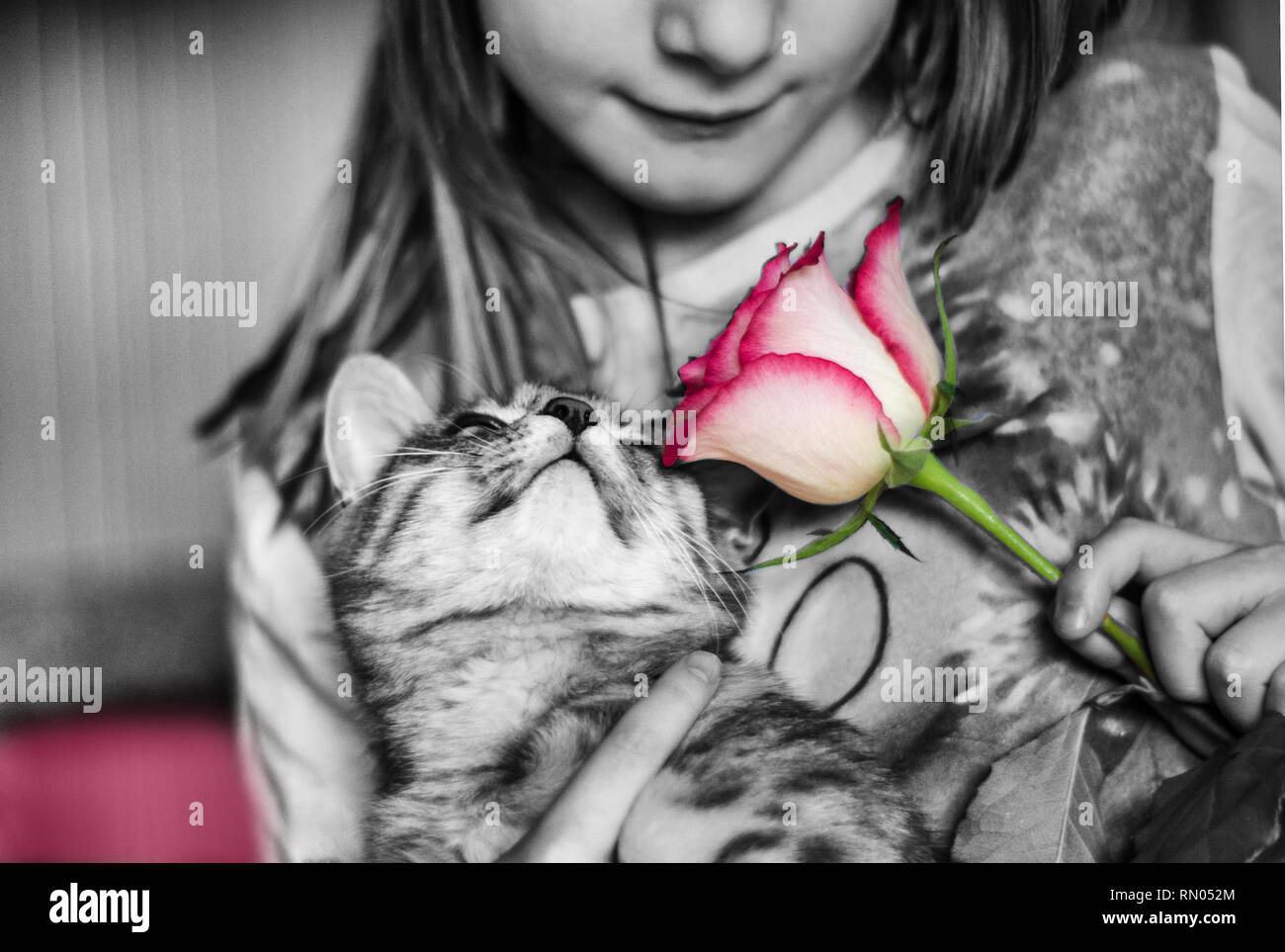 Gray kitten with a rose in the hands of the child.Photo with a pet. Greeting card Stock Photo