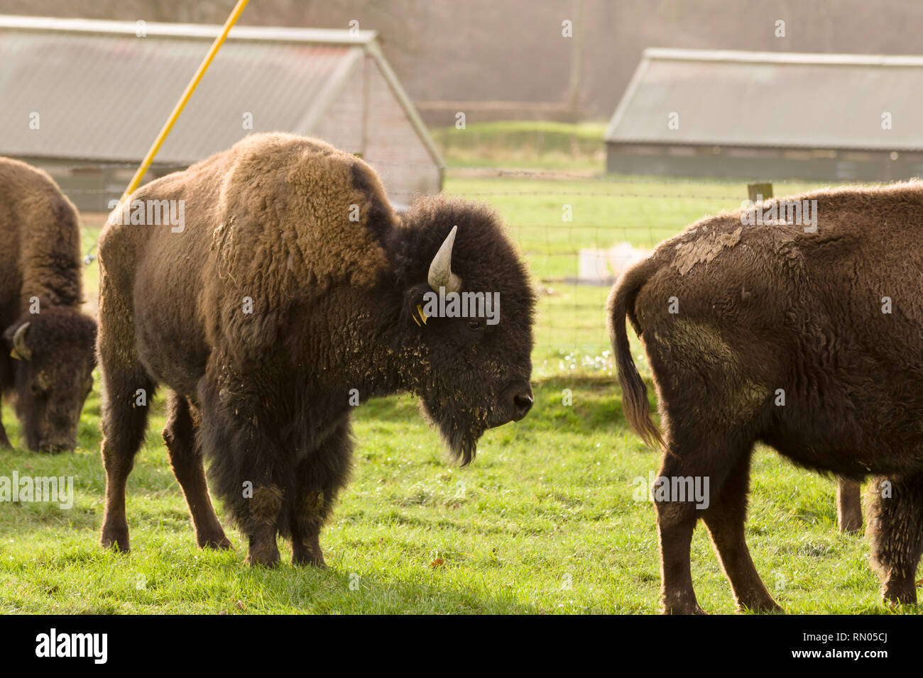 North American bison at the Rhug Estate in Corwen North Wales the