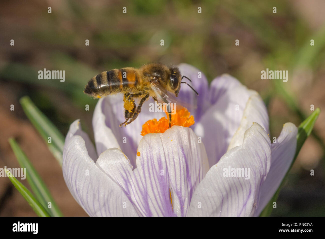 Bee (honey bee), an important pollinator, nectaring on a crocus flower in February. Spring wildlife, social insect. Stock Photo