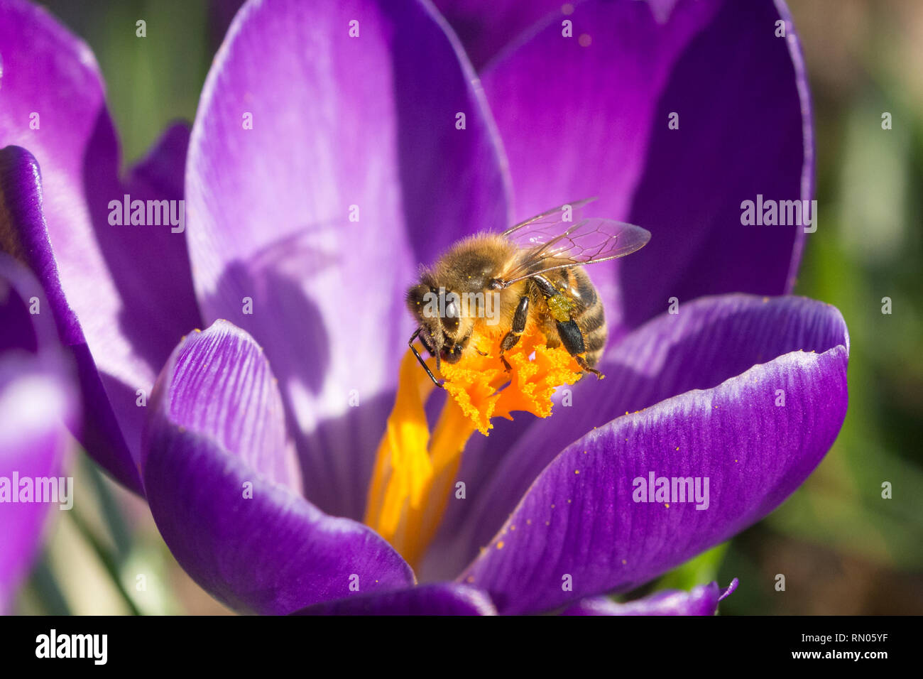 Bee (honey bee), an important pollinator, nectaring on a crocus flower in February. Spring wildlife, social insect. Stock Photo