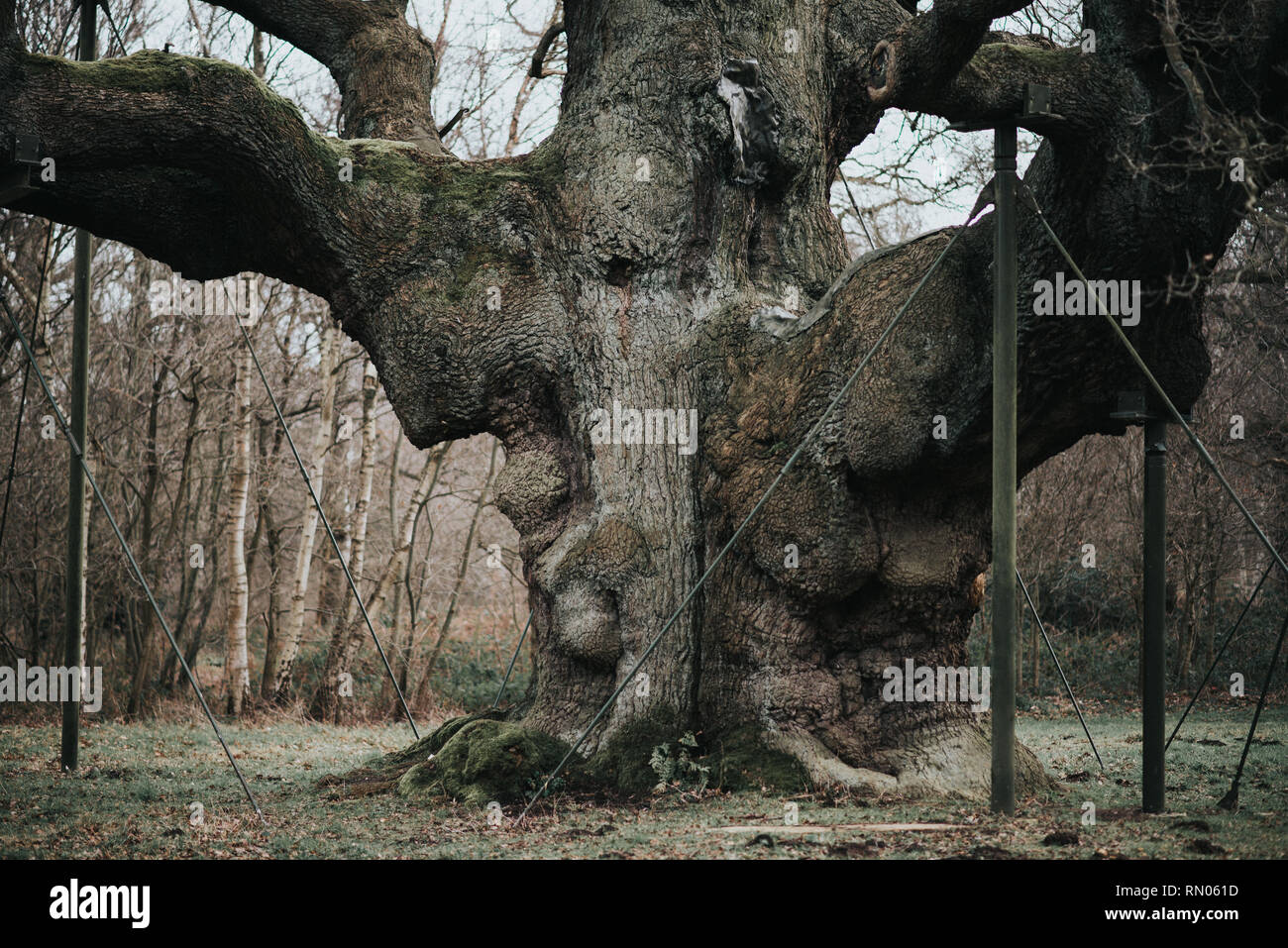 The Great Oak tree in Sherwood Forest Stock Photo