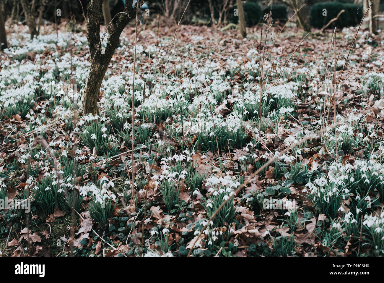 Snowdrops on the forest floor Stock Photo
