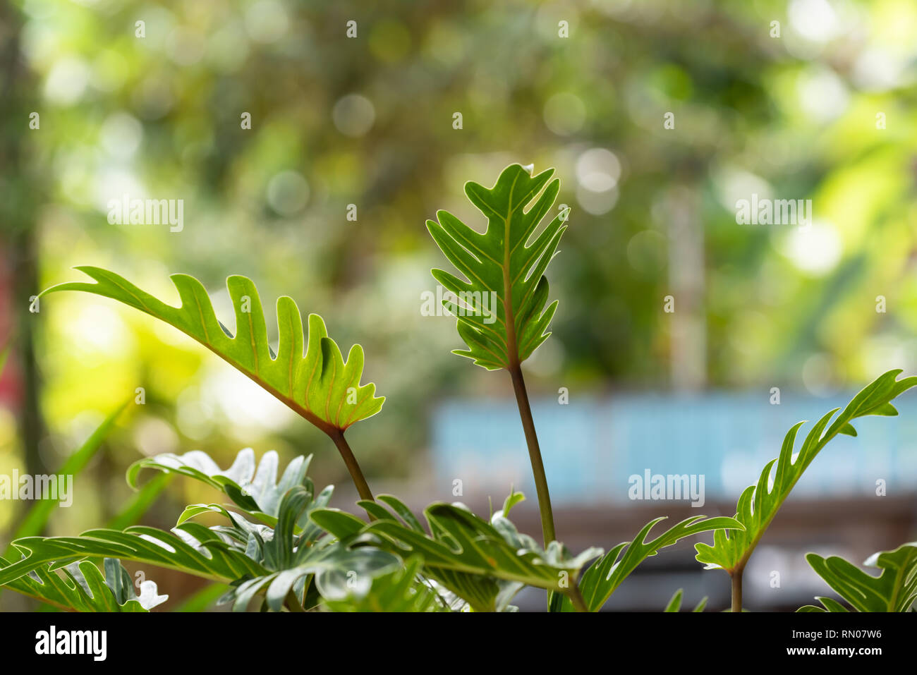 Philodendron,beautiful shape green leaves and healthy foliage over green blurred  background Stock Photo