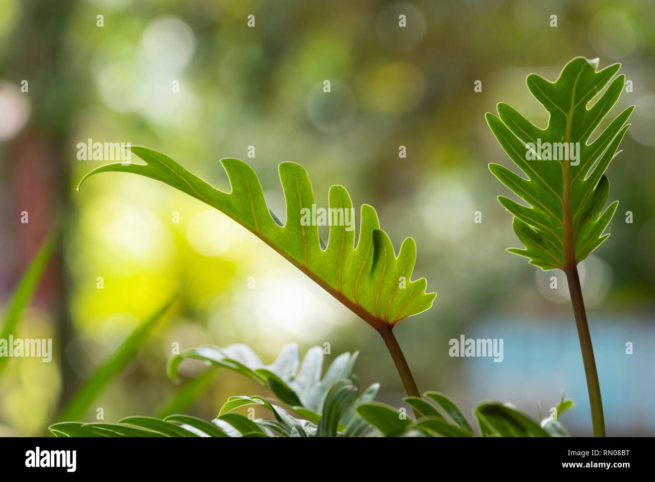 Philodendron,beautiful shape green leaves and healthy foliage over green blurred  background Stock Photo