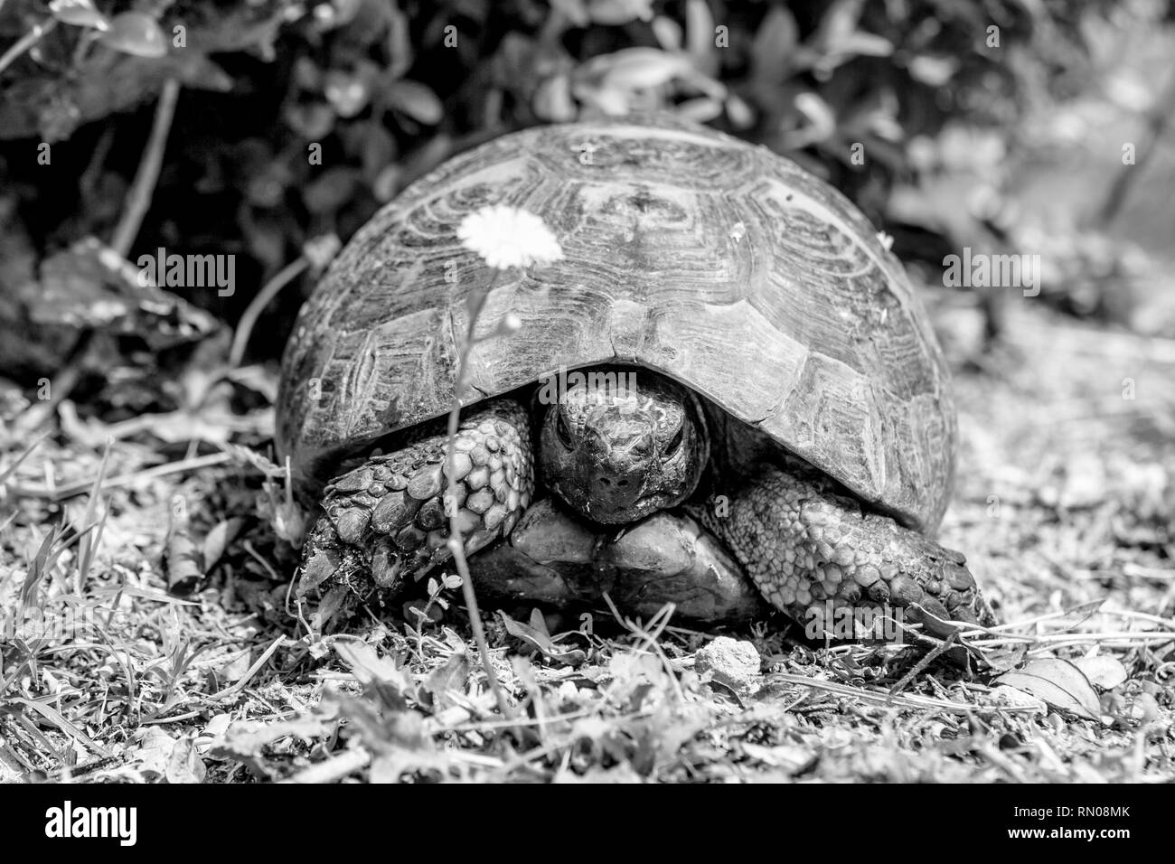 Picture of an old tortoise in Monte San Bartolo monastery in Pesaro, Marche, Italy. Stock Photo
