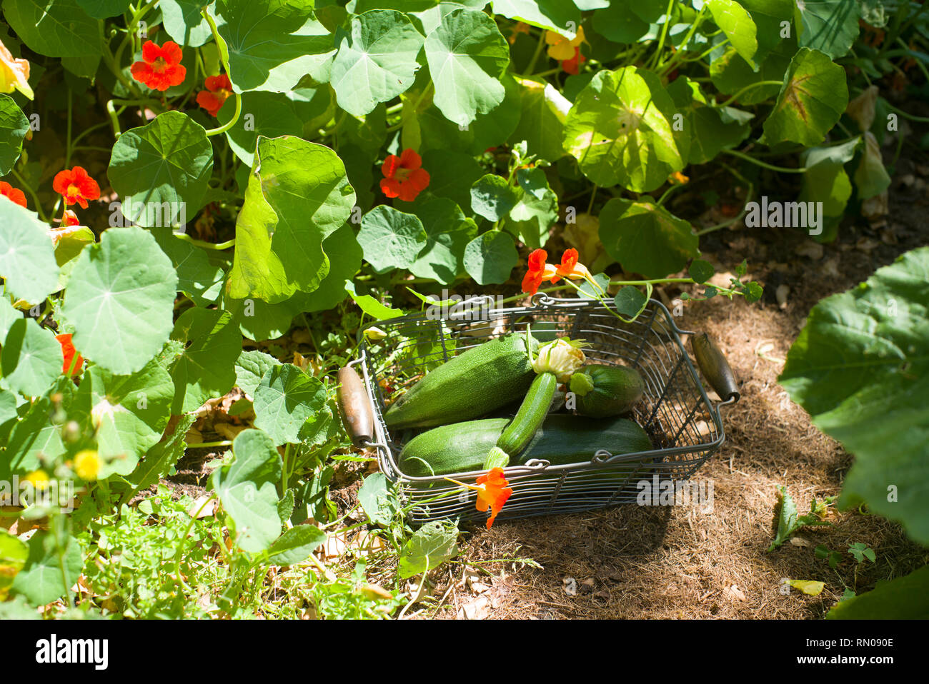 Climbing Courgettes High Resolution Stock Photography And Images Alamy