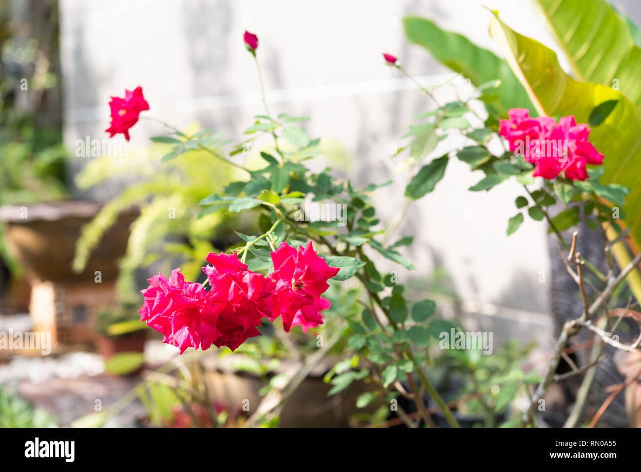 Beautiful red roses flower with  morning sun light in outdoor garden Stock Photo