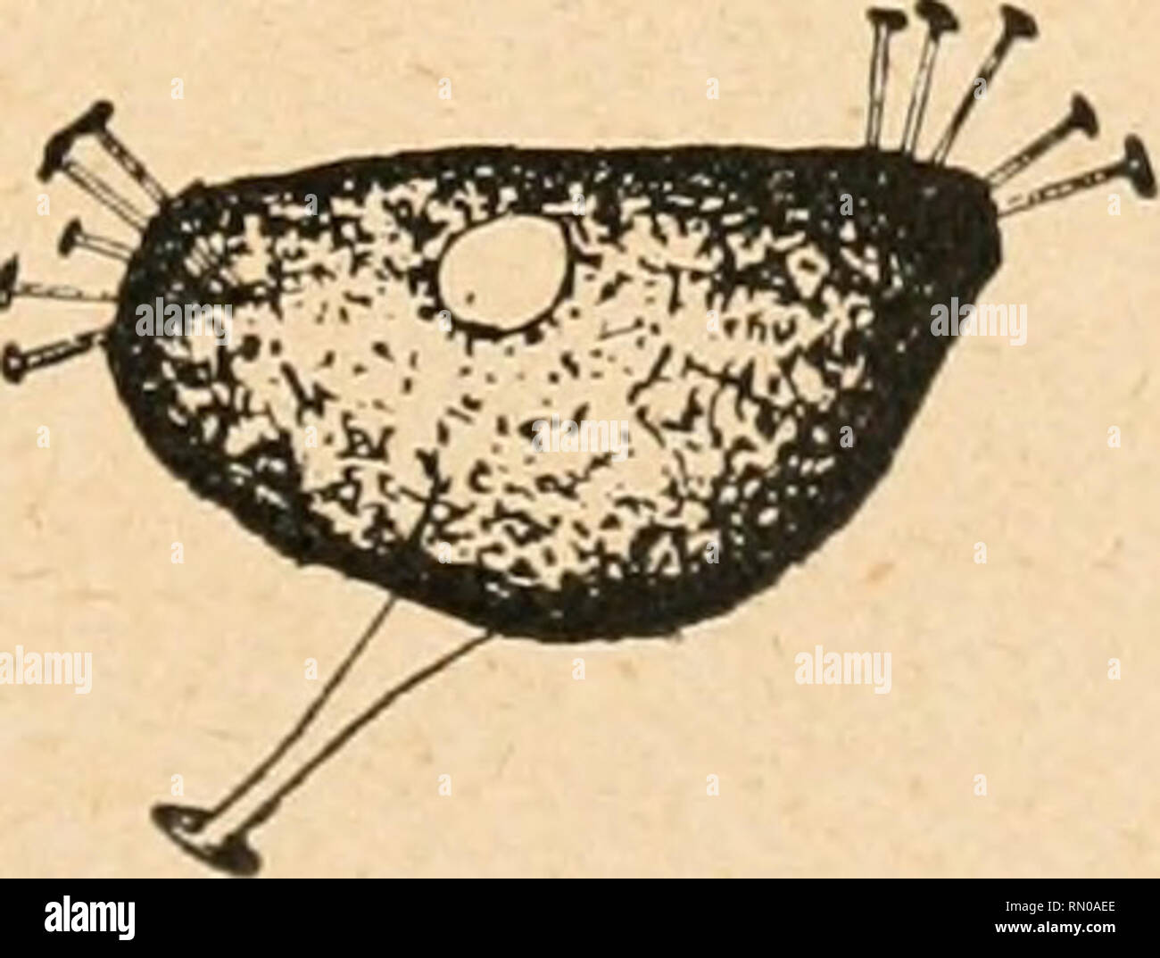 . Annales de la Socit belge de microscopie. Microscopy. . Please note that these images are extracted from scanned page images that may have been digitally enhanced for readability - coloration and appearance of these illustrations may not perfectly resemble the original work.. Socit belge de microscopie. Bruxelles : H. Manceaux Stock Photo