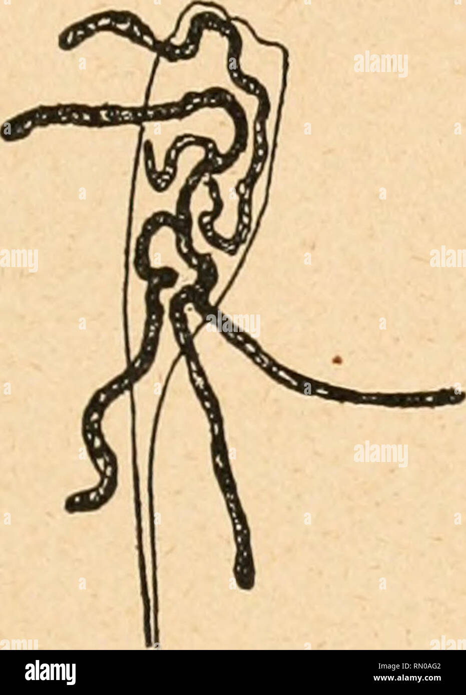 . Annales de la Socit belge de microscopie. Microscopy. . Please note that these images are extracted from scanned page images that may have been digitally enhanced for readability - coloration and appearance of these illustrations may not perfectly resemble the original work.. Socit belge de microscopie. Bruxelles : H. Manceaux Stock Photo