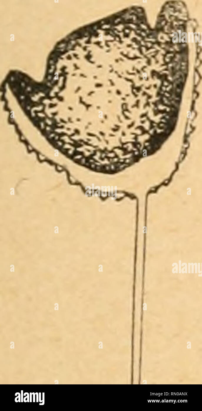 . Annales de la Socit belge de microscopie. Microscopy. . Please note that these images are extracted from scanned page images that may have been digitally enhanced for readability - coloration and appearance of these illustrations may not perfectly resemble the original work.. Socit belge de microscopie. Bruxelles : H. Manceaux Stock Photo