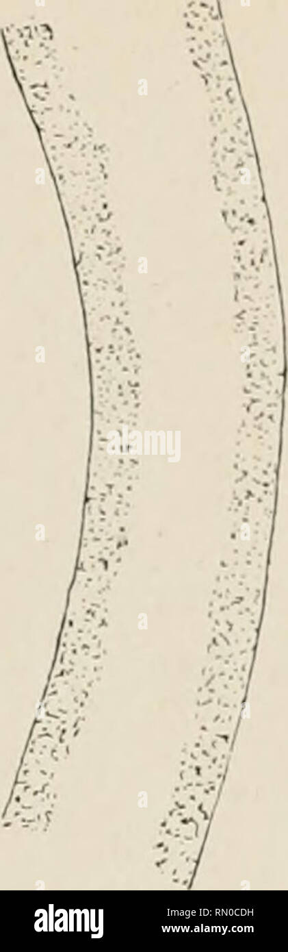 . Annales de la Socit belge de microscopie. Microscopy. . Please note that these images are extracted from scanned page images that may have been digitally enhanced for readability - coloration and appearance of these illustrations may not perfectly resemble the original work.. Socit belge de microscopie. Bruxelles : H. Manceaux Stock Photo